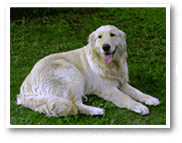 Figure: Bordered print example (image of dog)