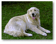 Figure: Borderless print example (image of a dog)
